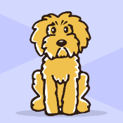 LABRADOODLE