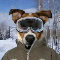 Ski Goggles Dog