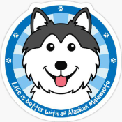Baby Malamute