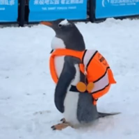 wifbag