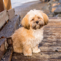 Lhasa Apso