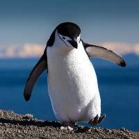 PENGUIN