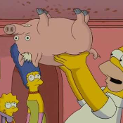 Spider Pig