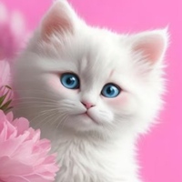 Lady Cat