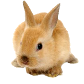 savebunny.com