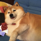 ChonkyShiba