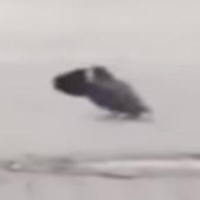 KBGPIGEON