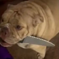 DOG WITH KNIFE