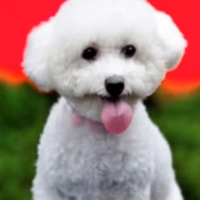 LittleWhiteBich
