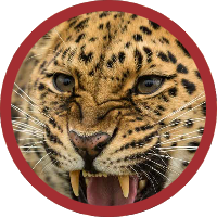 Leopard King