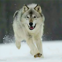 狗王
