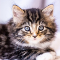 FUNNY CAT