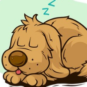 Sleep DOG