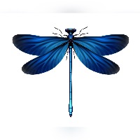 DRAGON FLY