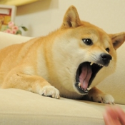 Mad Doge
