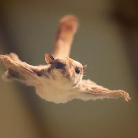 Flips