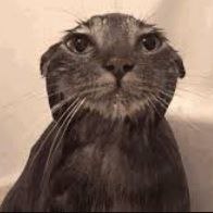Wetcat