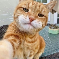 ZENCAT