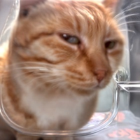 Side Eye Cat