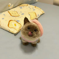 Missy Cat