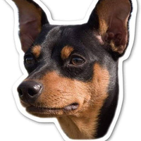 Pinscher Inu