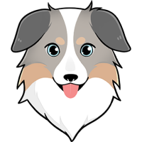 Australian Safe Shepherd on Solana