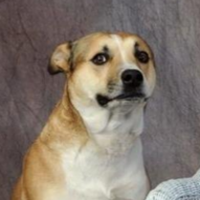 DogWifBaby