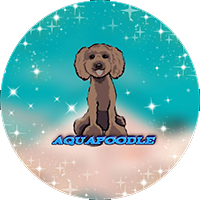 Aqua Poodle