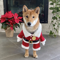 Little Floki Santa