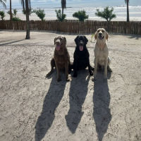 LabradorBitcoin