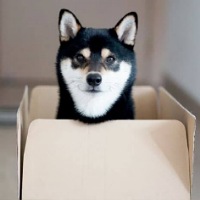 Crypto shiba