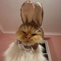 Rabcat