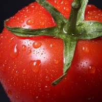 Tomato inu 1