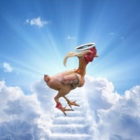 Holy chicken