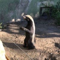 HONEY BADGER