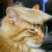 Cat Of Trump
