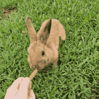 Fluffy wif carrot