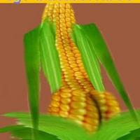 Buttcorn