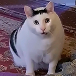 Huh Cat