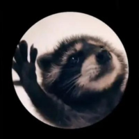 The Real Pedro Raccoon
