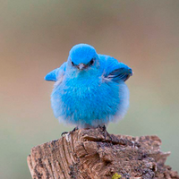 PEEP