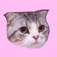 Taylor Swift's Cat MEREDITH
