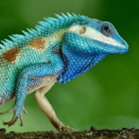 LIZARDS BSC