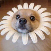 Dog or Flower