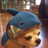 Shark Dog