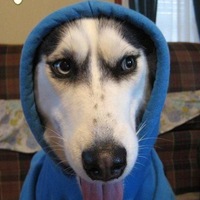 Zapyatayka Durov's first Dog Price