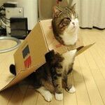 Airplane Cat