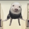 PIGGA