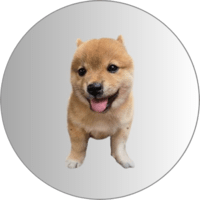 Cháiquǎn 邪恶小柴犬
