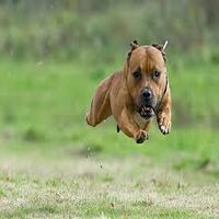 Pitbull Rocket
